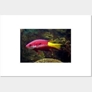 Cuban Hogfish Posters and Art